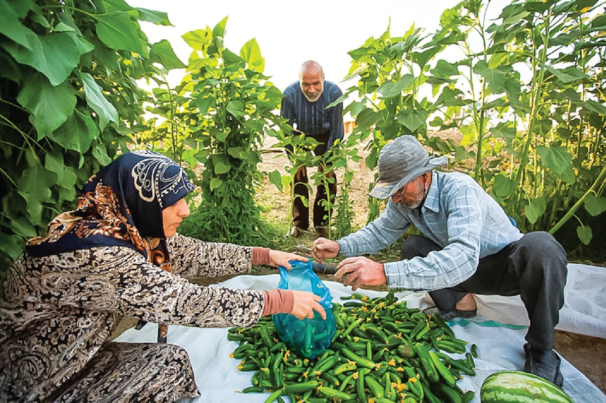 میوه و صیفی روی زمین ماند
