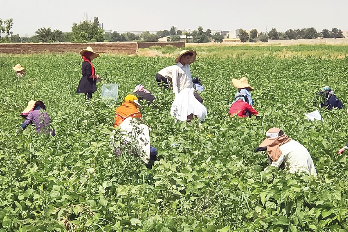 باغ تورم، سبز و شاخه‌های ارزانی خشک!
