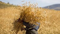 ۸۷ درصد مطالبات گندمکاران بابت خرید تضمینی گندم‌کاران پرداخت شده است
