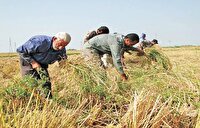 کشاورزان ایرانی ۶ سال پیرتر شدند