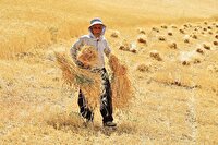 وعده جدی وزیر جهاد کشاورزی به گندمکاران