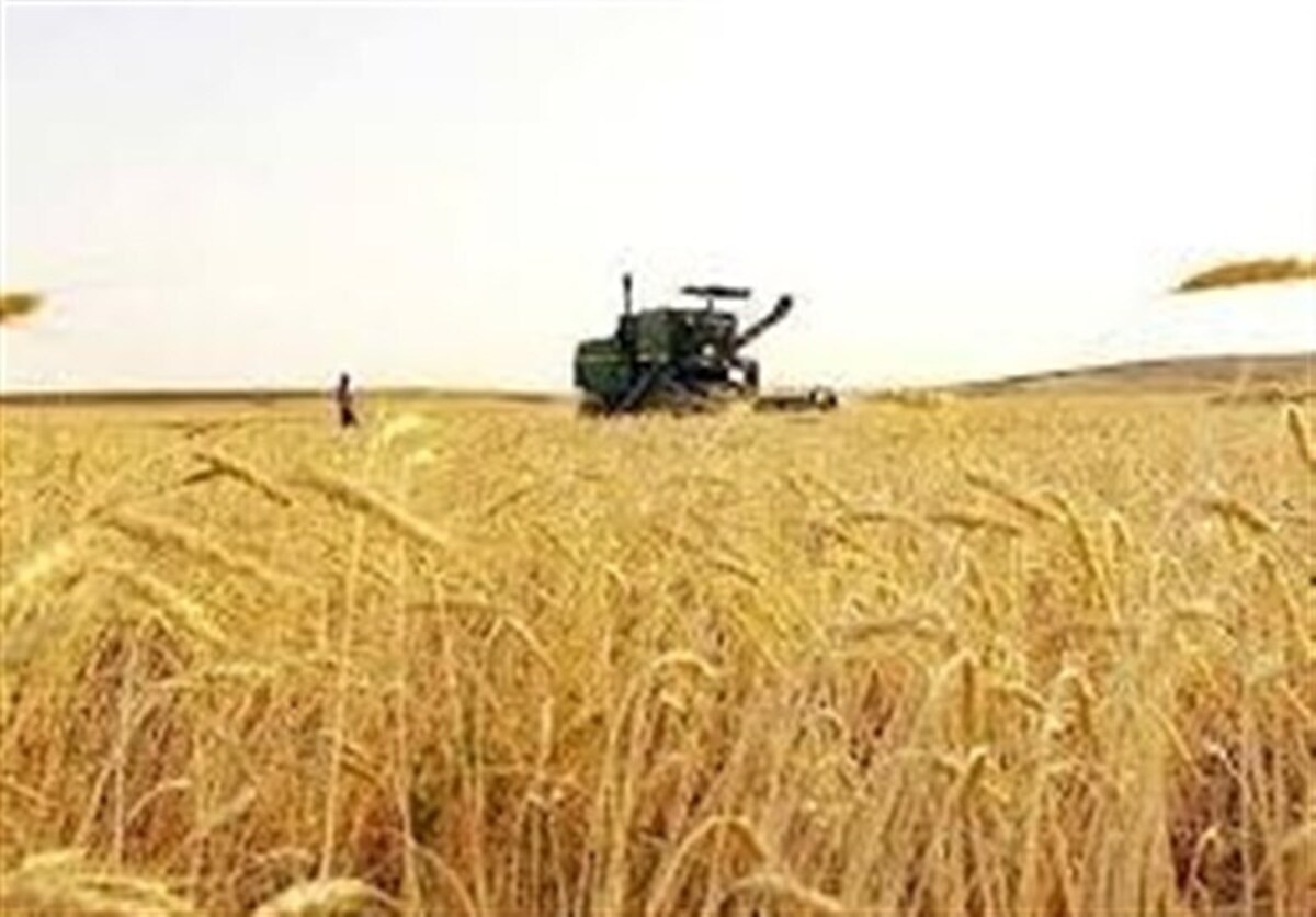 قیمت خرید تضمینی گندم نباید زیر ۳۰ هزار تومان باشد
