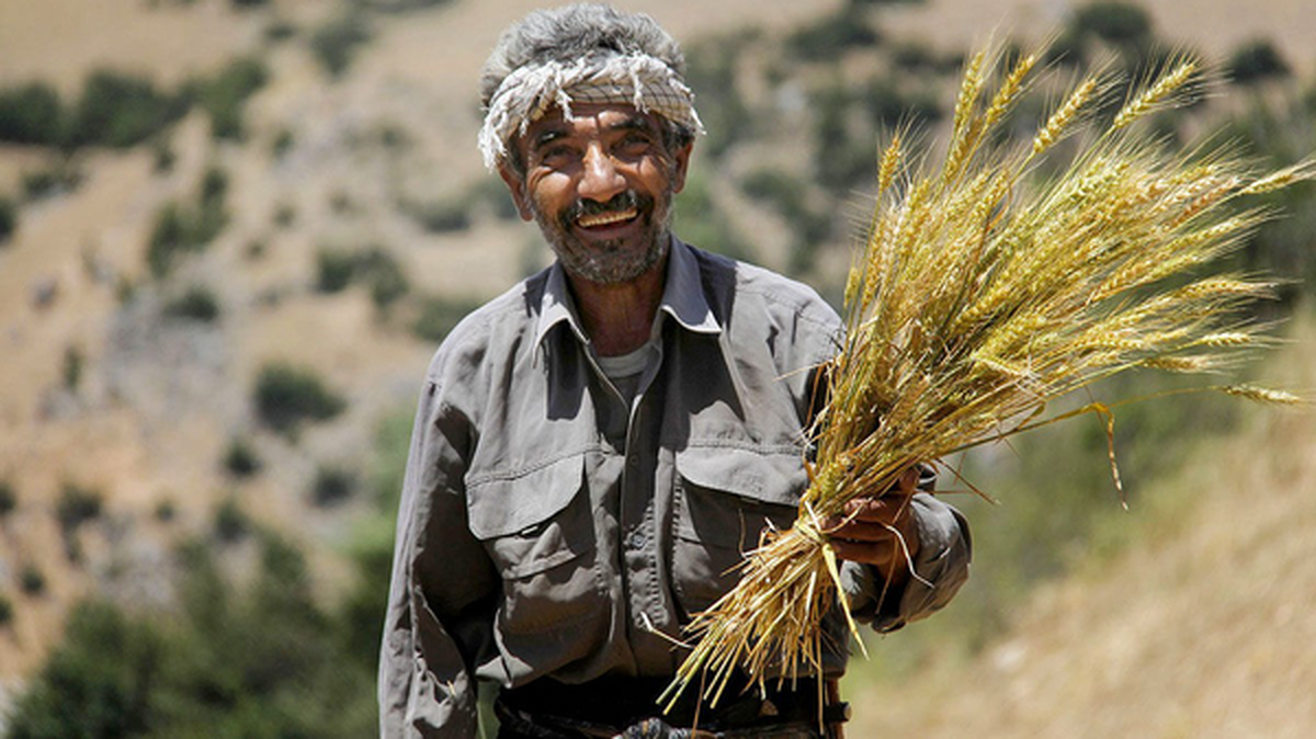 معاون وزیر جهاد: ۸۶ درصد از مطالبات گندم‌کاران پرداخت شد