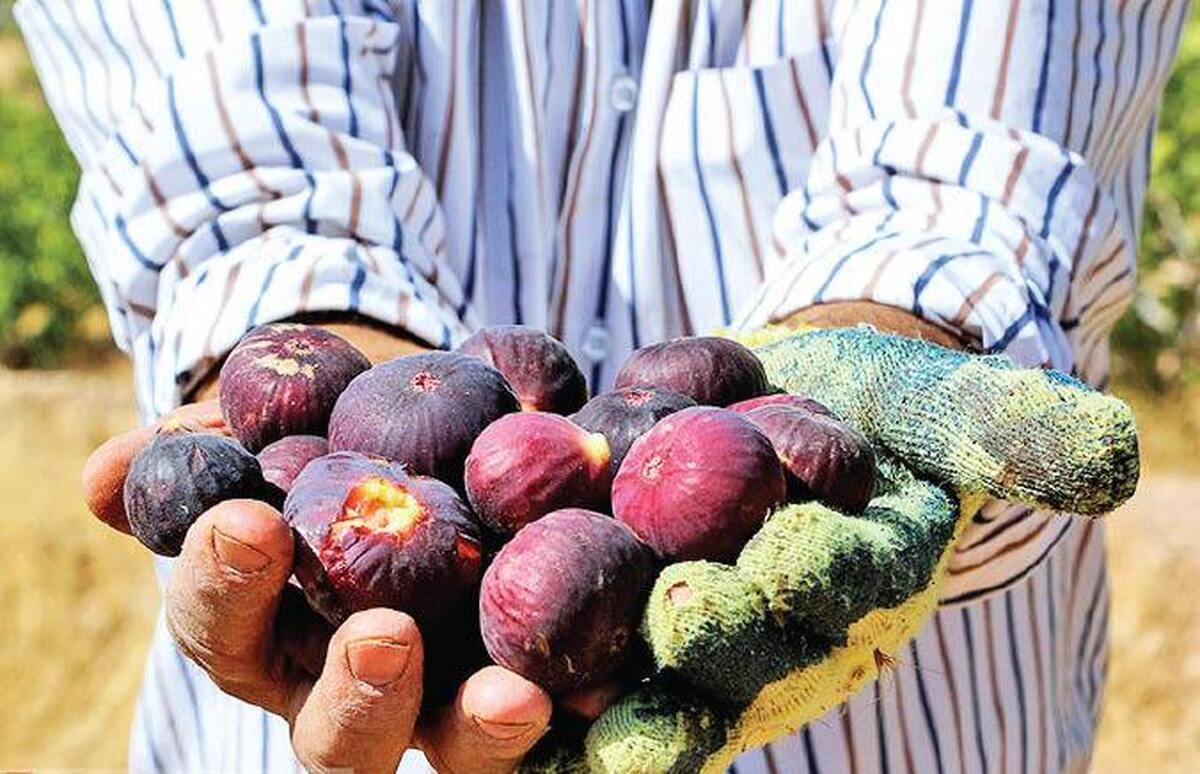 انجیر ایلام چشم انتظار صنایع تبدیلی 