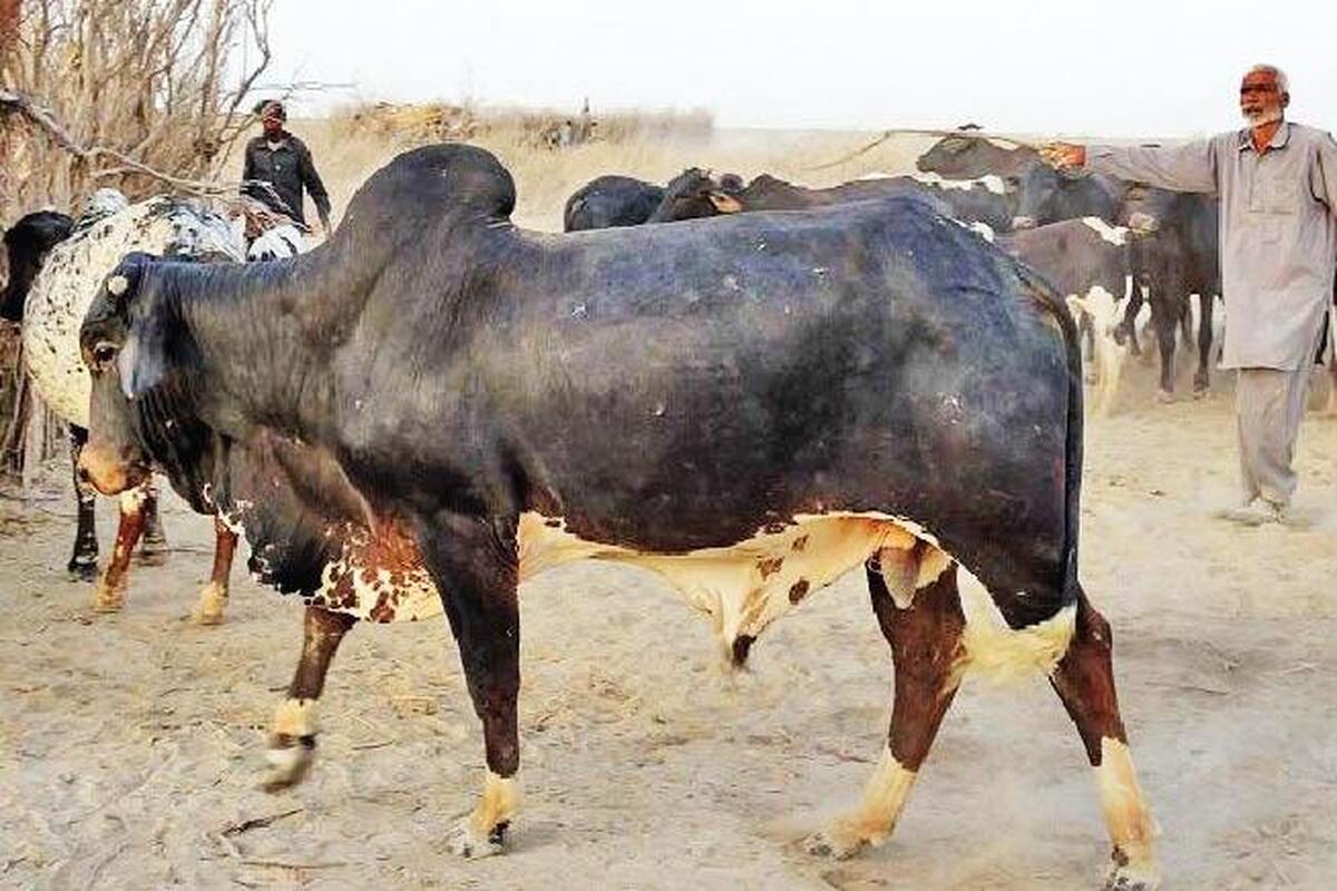 توسعه پایدار روستایی با دامپروری در اقلیم خشک