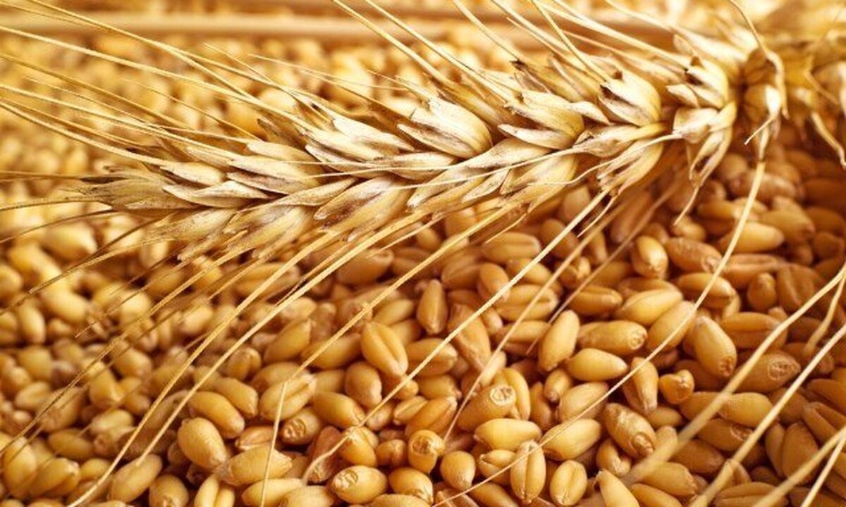 تأمین و واردات گندم در دستور کار شرکت بازرگانی دولتی ایران