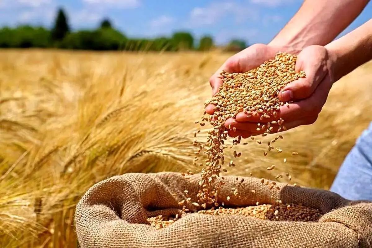 آیا رئیس‌جمهور به موضوع تعیین «قیمت خرید تضمینی گندم» ورود خواهد کرد؟