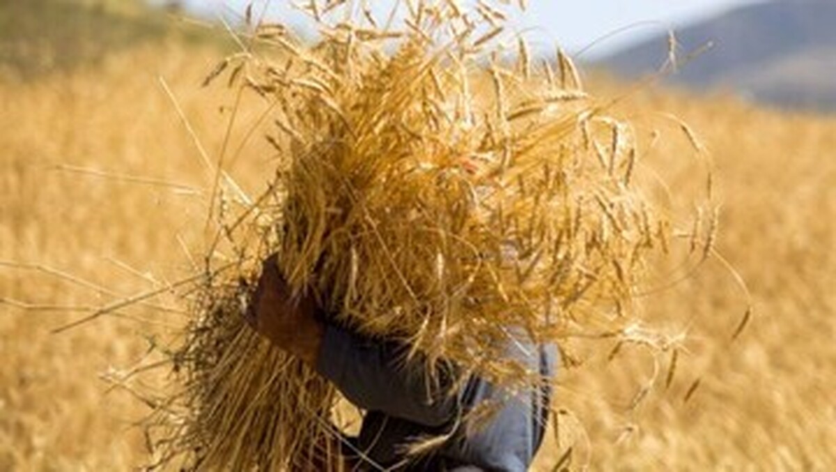 نرخ خرید تضمینی گندم ۲۹.۵۰۰ تومان تعیین شد