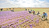 طلای سرخ از چنگ دلالان بیرون می‌آید