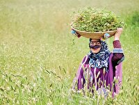 امنیت غذایی زیر دست مادران و دختران روستایی و عشایری 