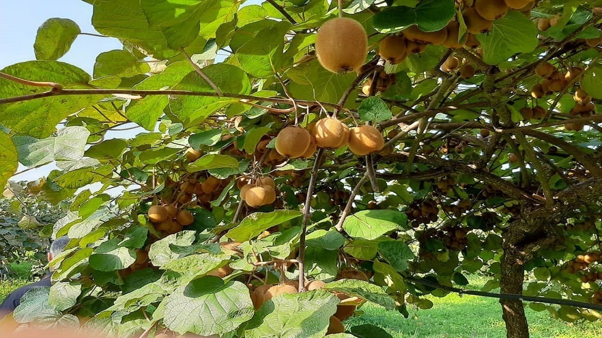 صادرات کیوی از گیلان به جهان آغاز شد