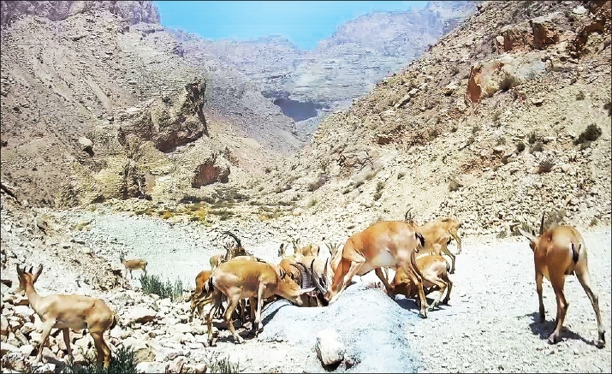 حفاظت از بلندترین قله بوشهر در دست جوانان بومی