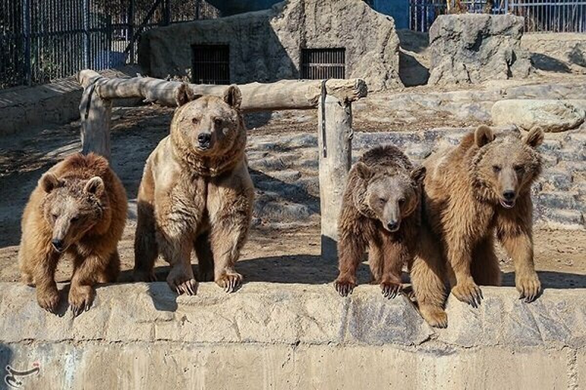 حضور رایگان دانش‌آموزان و خانواده‌ها در باغ‌وحش به مناسبت ۱۳ آبان
