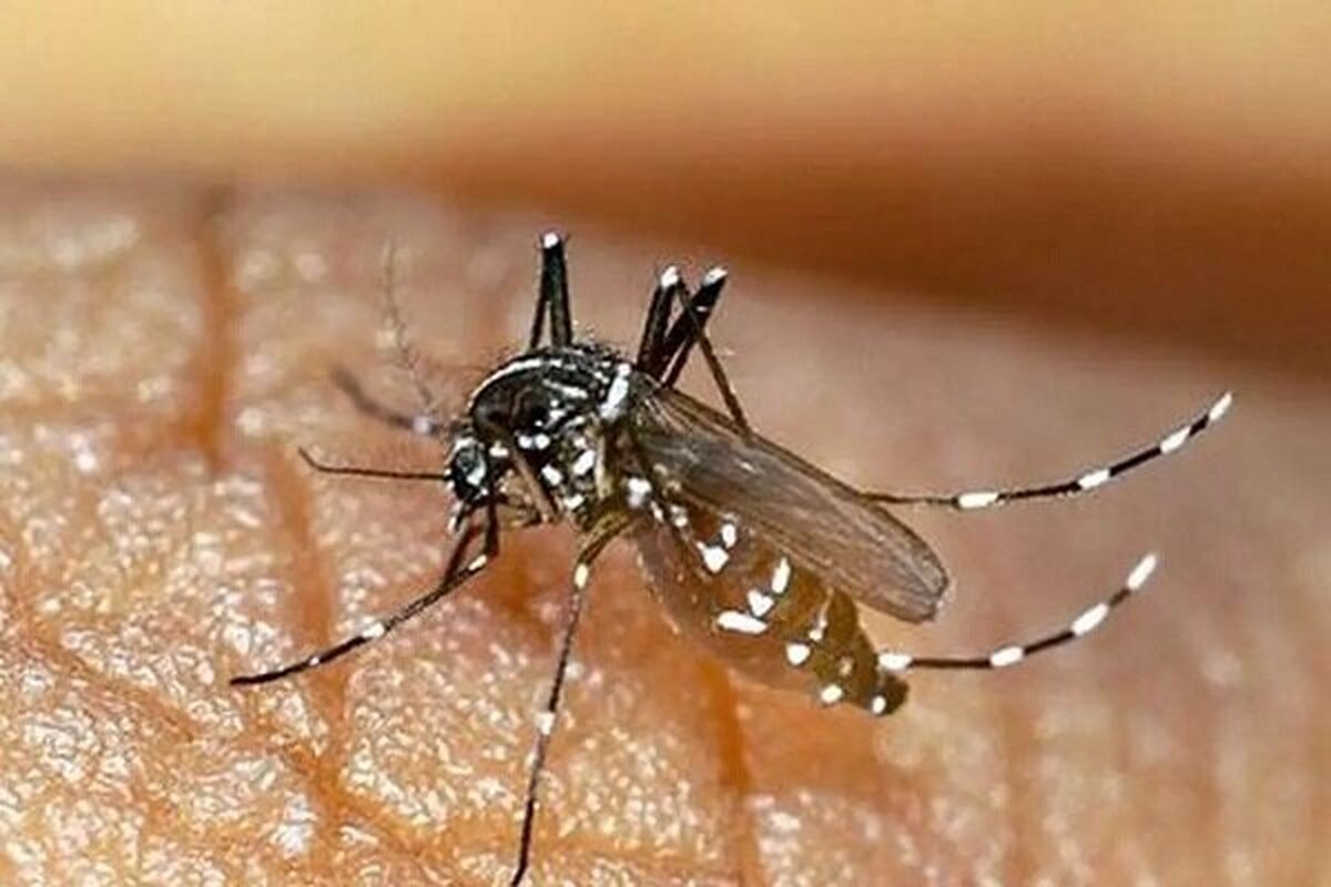 احتمال ثبت مرگ‌ومیر با تب دنگی؛ تعداد مبتلایان در هرمزگان افزایش یافت