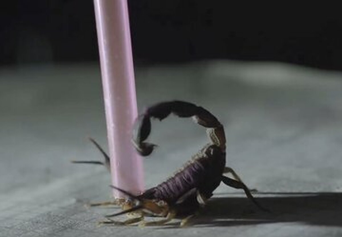 درمان سرطان با زهر عقرب!