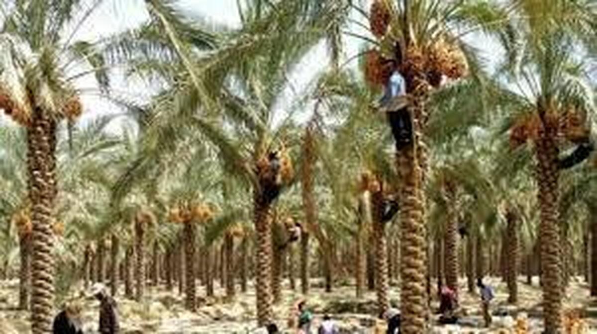 ایران بزرگترین صادرکننده خرما در جهان است
