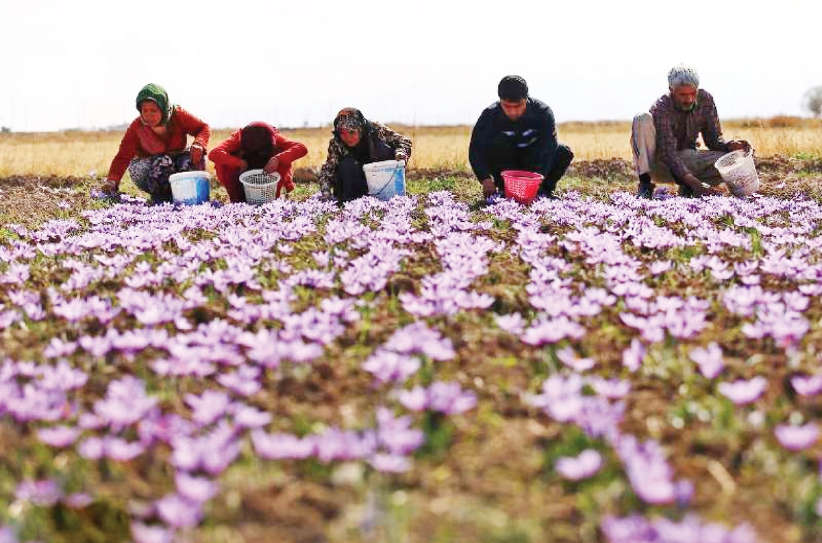 «زعفران» ایدئال برای تغییر الگوی کشت و شکوفایی اقتصاد کردستان