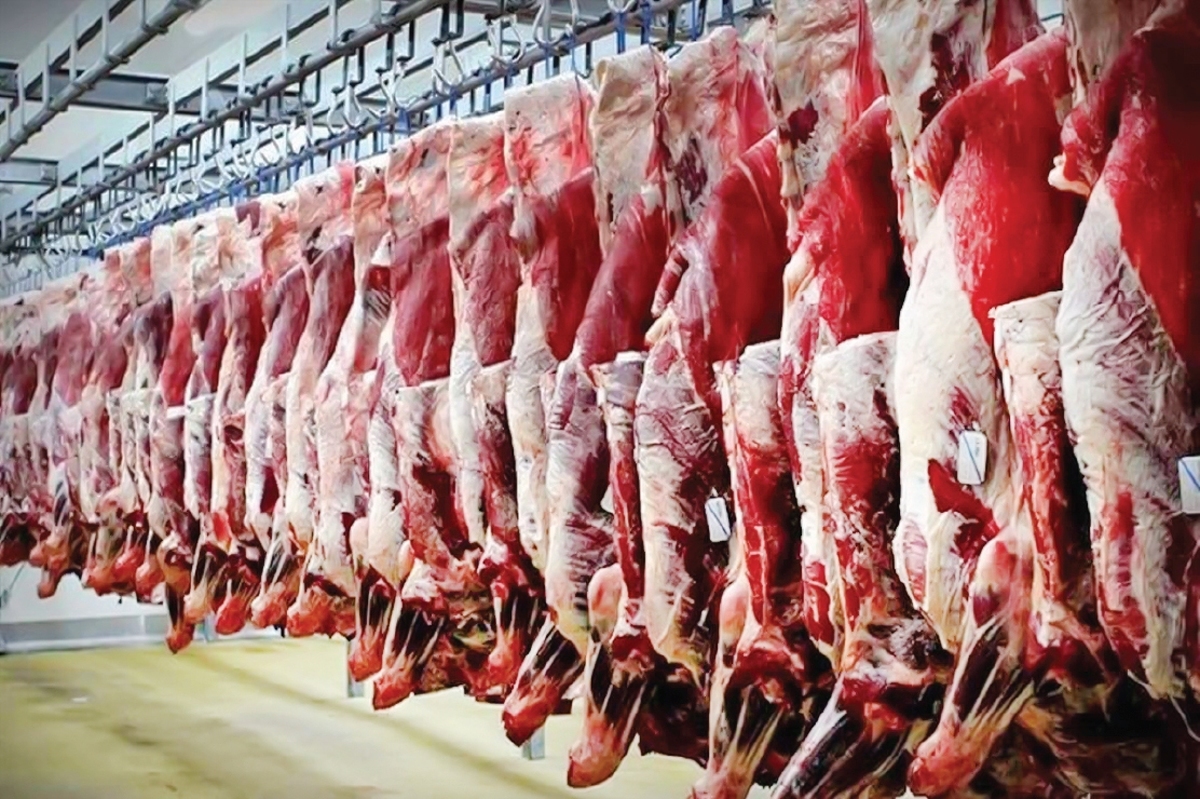 رشد عرضه گوشت قرمز