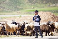 تأثیر کاهش دام سبک بر اقتصاد و مشاغل روستایی تأثیر کاهش دام سبک بر اقتصاد و مشاغل روستایی