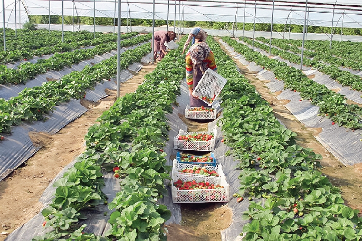 شکوفایی گل‌های جهادی در پهناورترین استان ایران