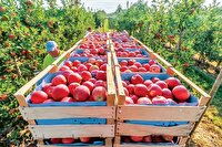 بازار سیب سلامت نیست