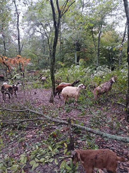 دستگیری متخلف قطع درخت و چرای دام در جنگل‌های قرن‌آباد