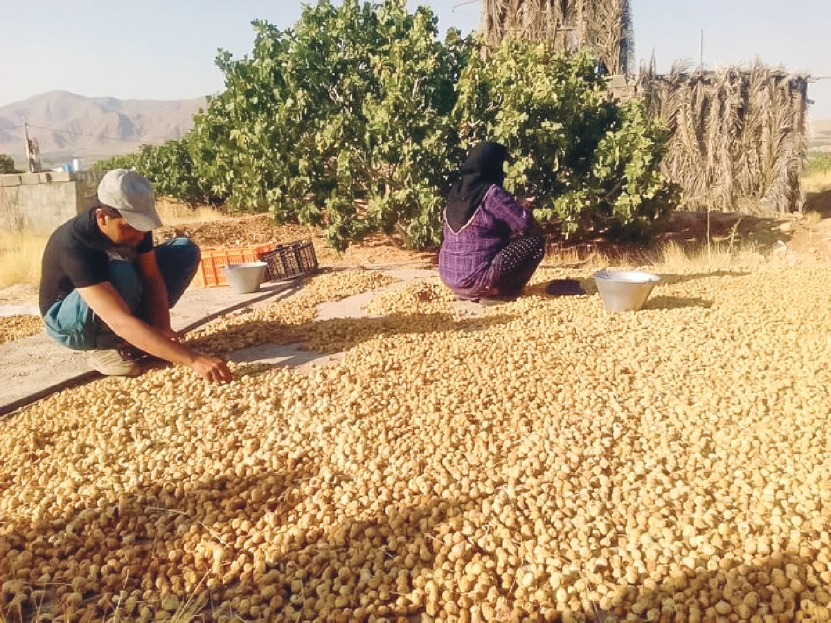 بزرگترین انجیرستان دیم جهان در انتظار حمایت