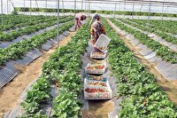 شکوفایی گل‌های جهادی در پهناورترین استان ایران