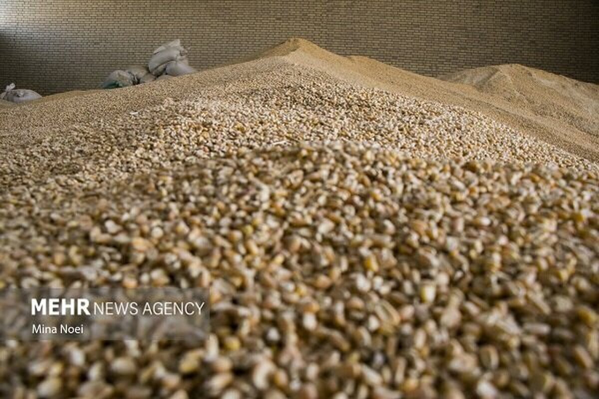 کشف ۶۸ هزار تن نهاده دامی احتکارشده؛ بازداشت ۵۱ متهم