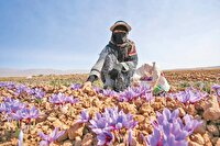 بهترین زعفران ایران، بی‌نام در بازار‌های جهان