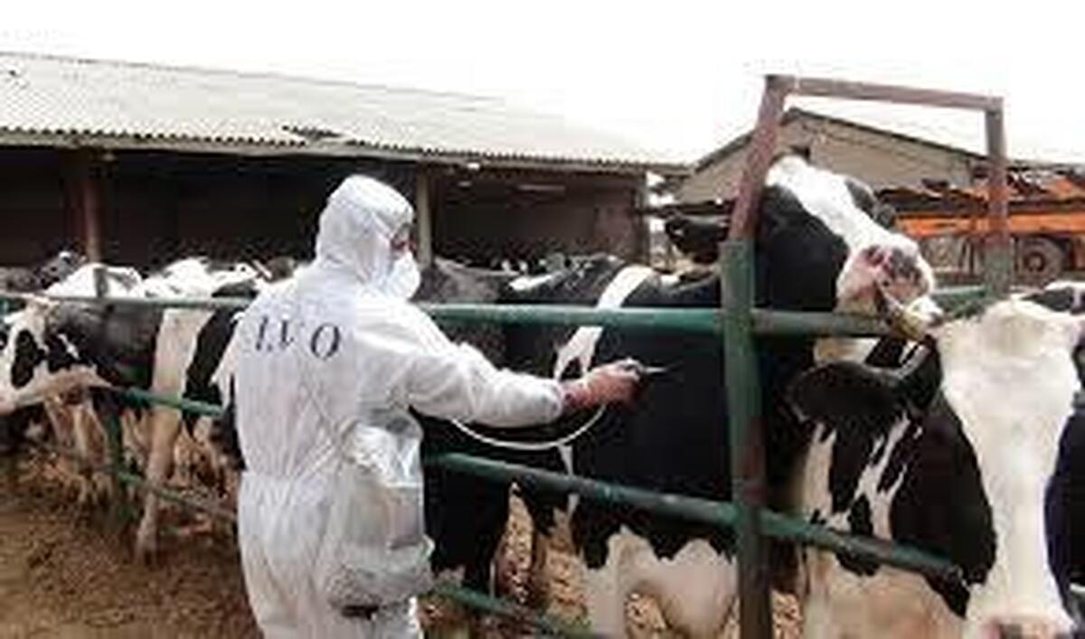 پایان تب برفکی به‌زودی اعلام می‌شود