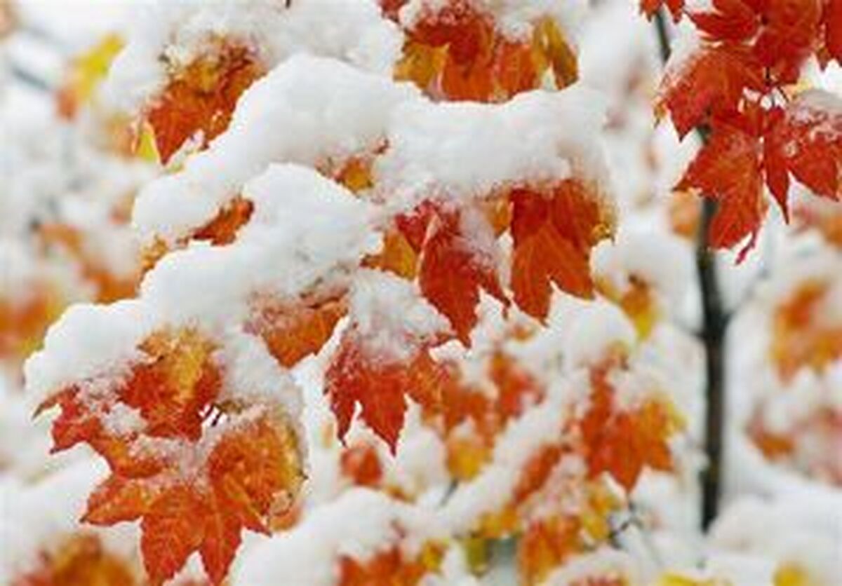 رشد بیماران بدحال آنفلوآنزا؛ توصیه‌های متخصص عفونی