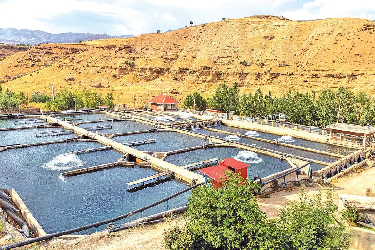 حمایت بنیاد برکت از ۴ هزار طرح آبزی‌پروری