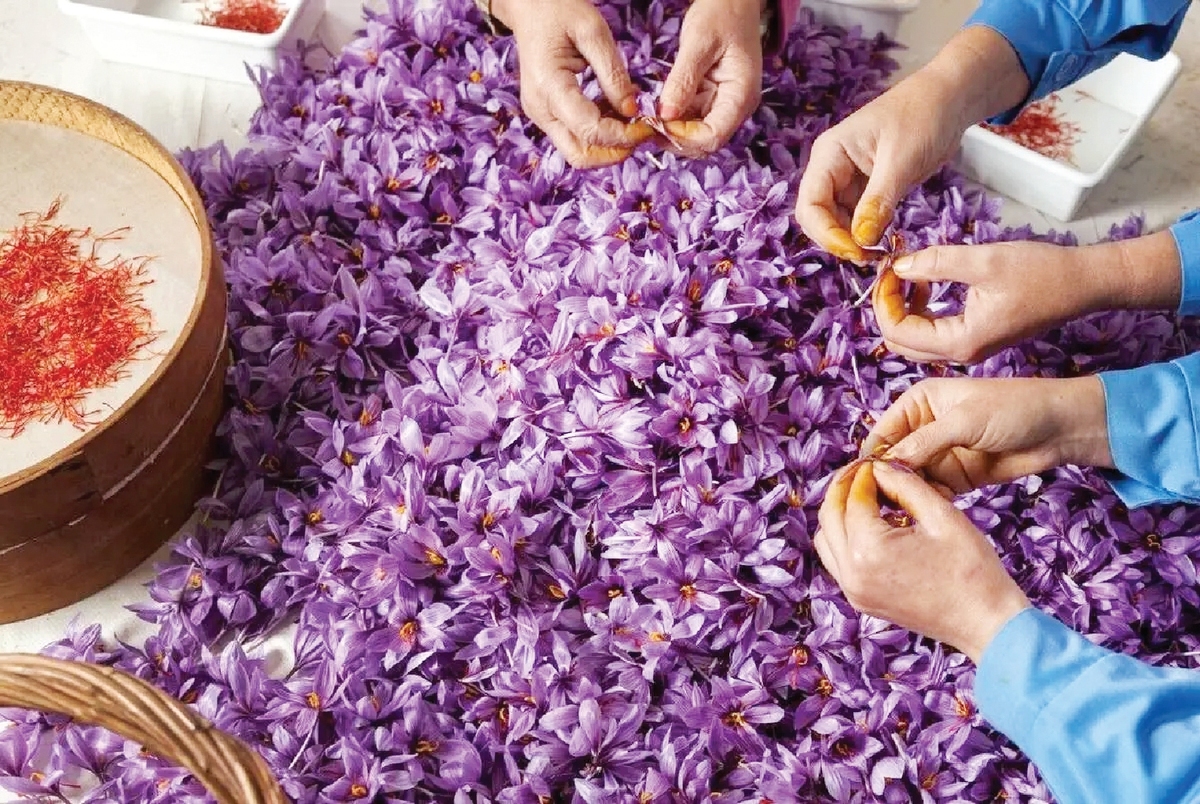 سود زعفران ایرانی در جیب خارجی