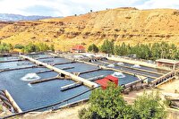 حمایت بنیاد برکت از ۴ هزار طرح آبزی‌پروری