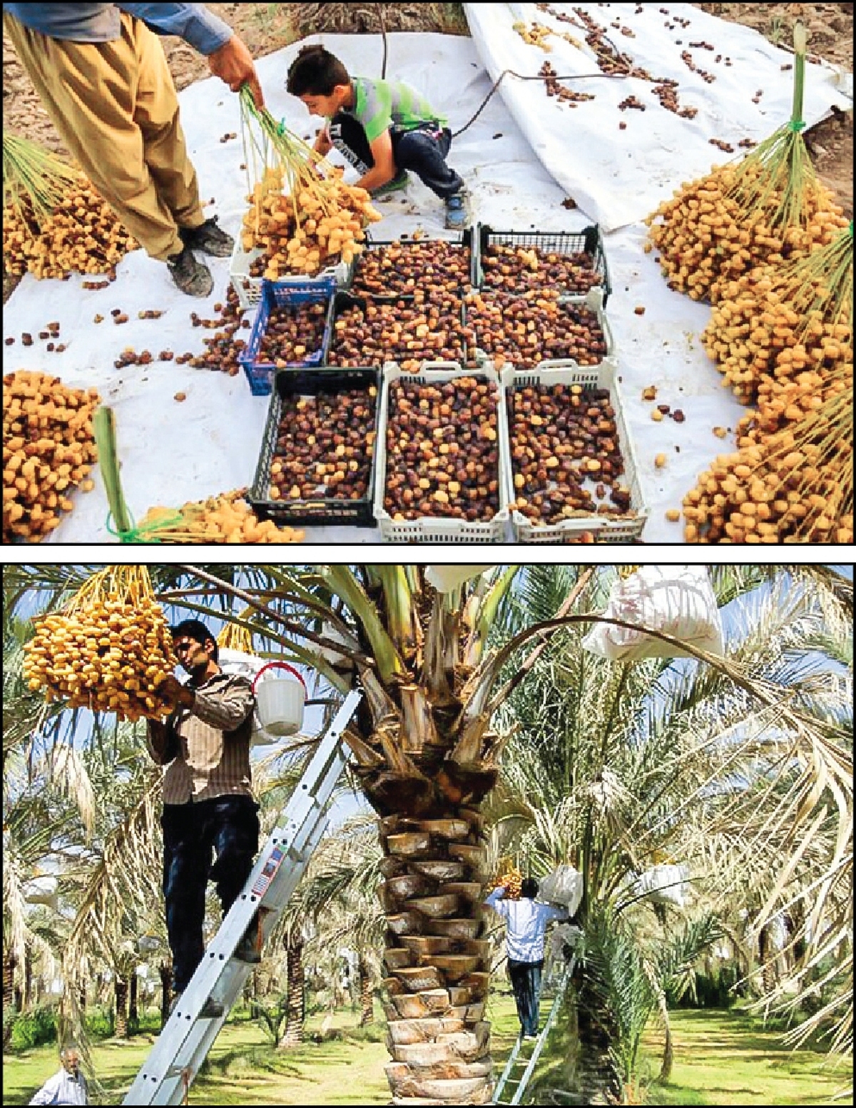 شکوفایی شهر خرمای ایران با اقتصاد مقاومتی