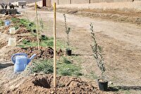 پویش عظیم درختکاری در سواحل مازندران