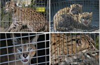 توقیف ۳۰ هزار حیوان زنده در ۱۳۴ کشور؛ بزرگ‌ترین کشف تاریخ قاچاق حیات‌وحش