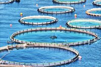 تحول در صنعت شیلات با بزرگ‌ترین پروژه دریایی نوشهر