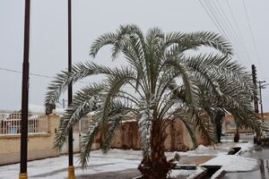 بارش برف و باران در برخی استان‌ها