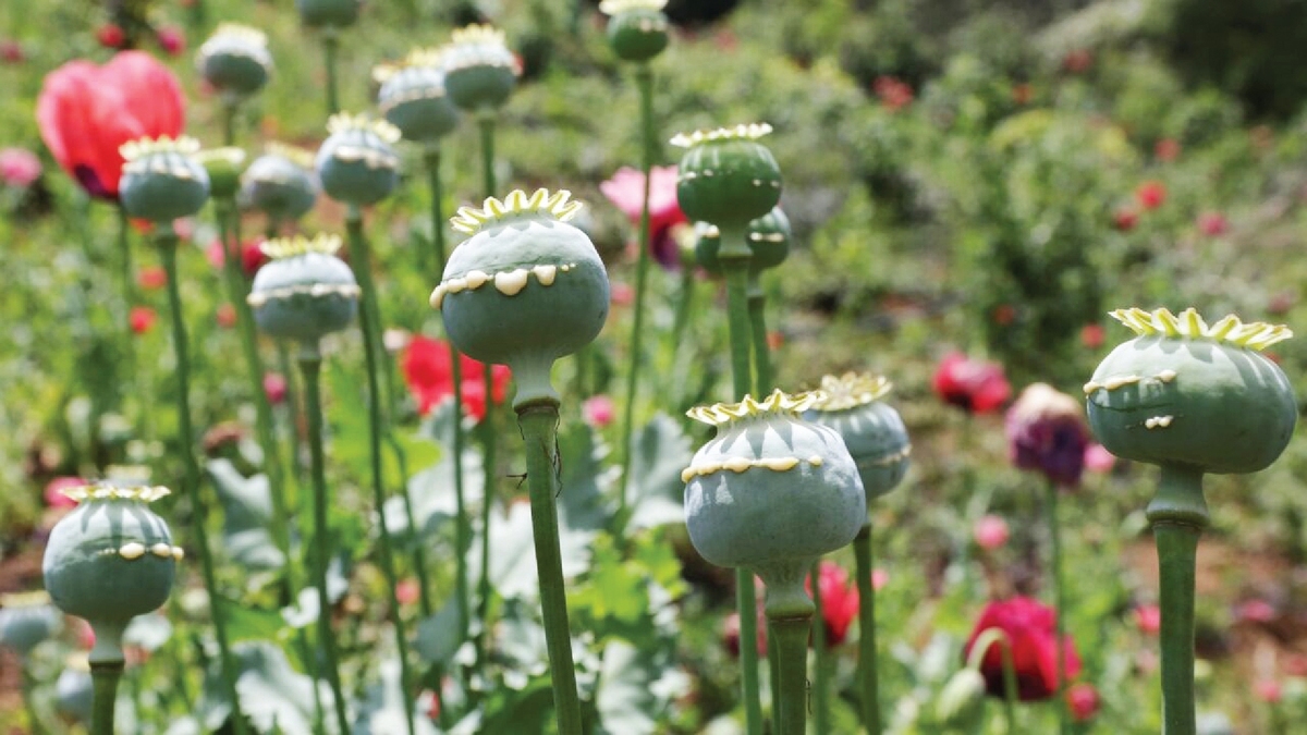 ۵۰۰ تن تریاک قانونی، سهم مافیای تریاک!