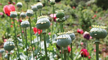 ۵۰۰ تن تریاک قانونی، سهم مافیای تریاک!