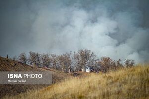 بسیاری از درختان الیت از آتش‌سوزی جان سالم به دربرده‌اند