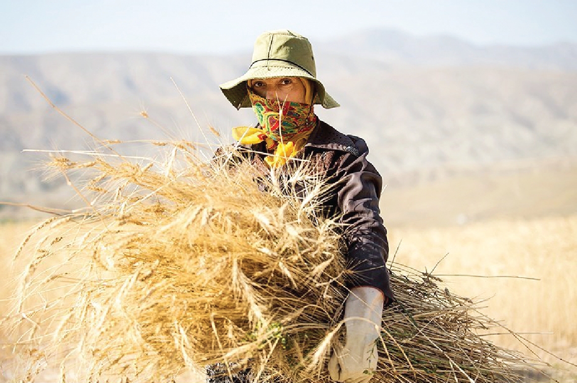 جوابیه وزارت جهاد کشاورزی به یادداشت «جوان»