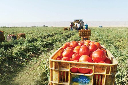 اقتصاد سبز شمال‌غرب، از گلخانه تا صنایع تبدیلی