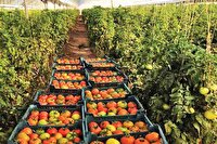 آموزش کشاورزی نوین در «مدرسه مزرعه» سوادکوه