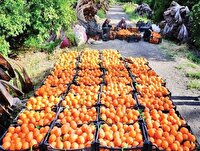 «مازندران» از جهش صادرات کشاورزی تا نقش راهبردی در اقتصاد غذایی