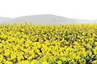 «گیاهان دارویی ایلام» از منبع درآمد فصلی تا پیشران اقتصاد پایدار