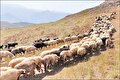 گوسفند سنگسری، بازار گوشت را تعادل می‌بخشد