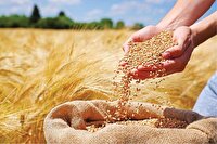 گام بلند کشاورزان بوشهری برای خودکفایی در تولید گندم